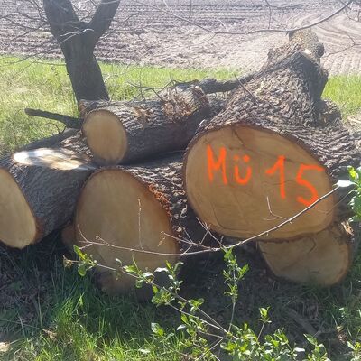 Bild vergr&ouml;&szlig;ern: Mü15 1