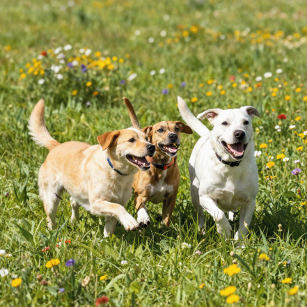 Hunde